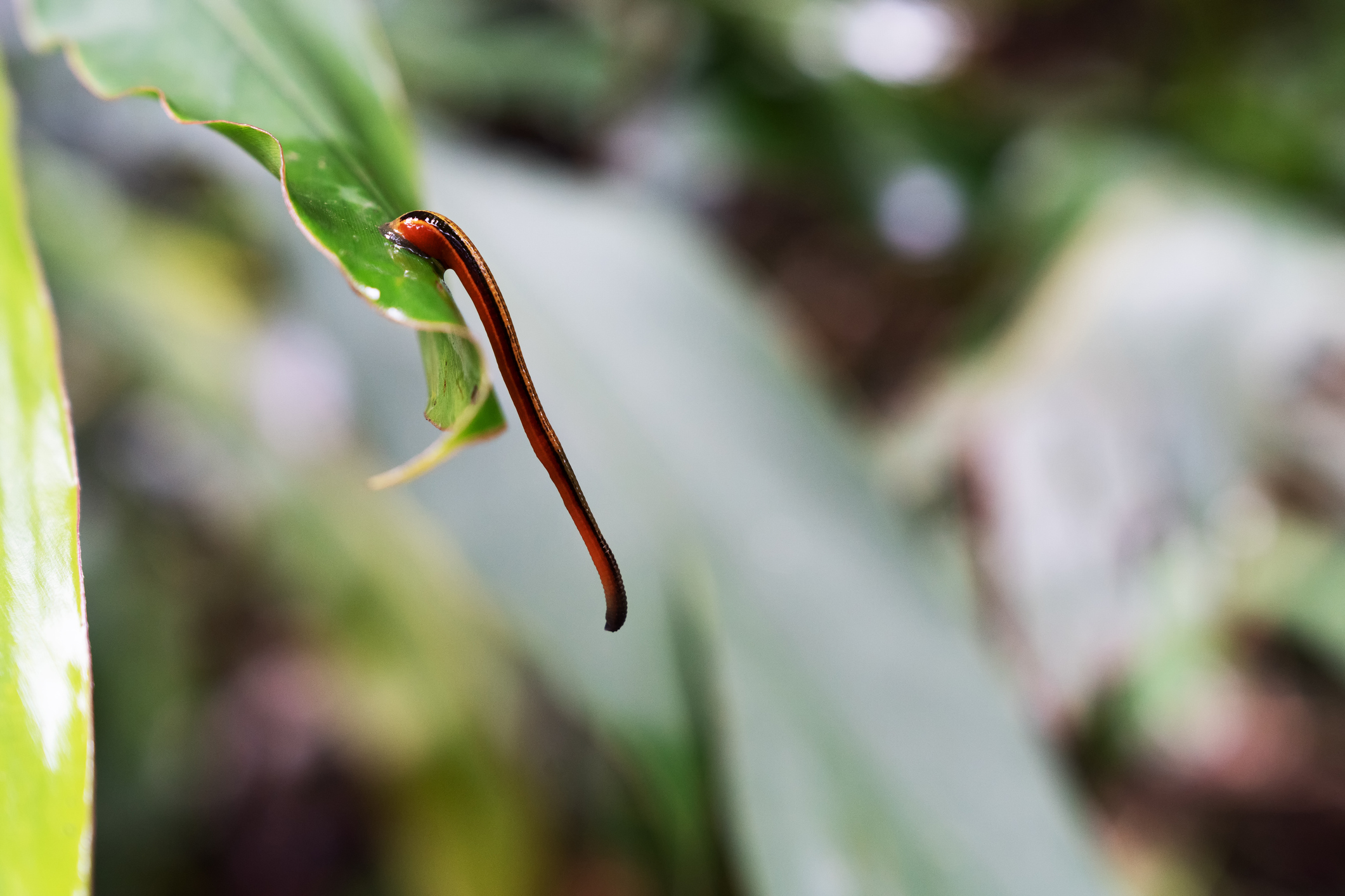 Close up of Tiger leech hanging off the edge of a leaf in Danum Valley rain forest