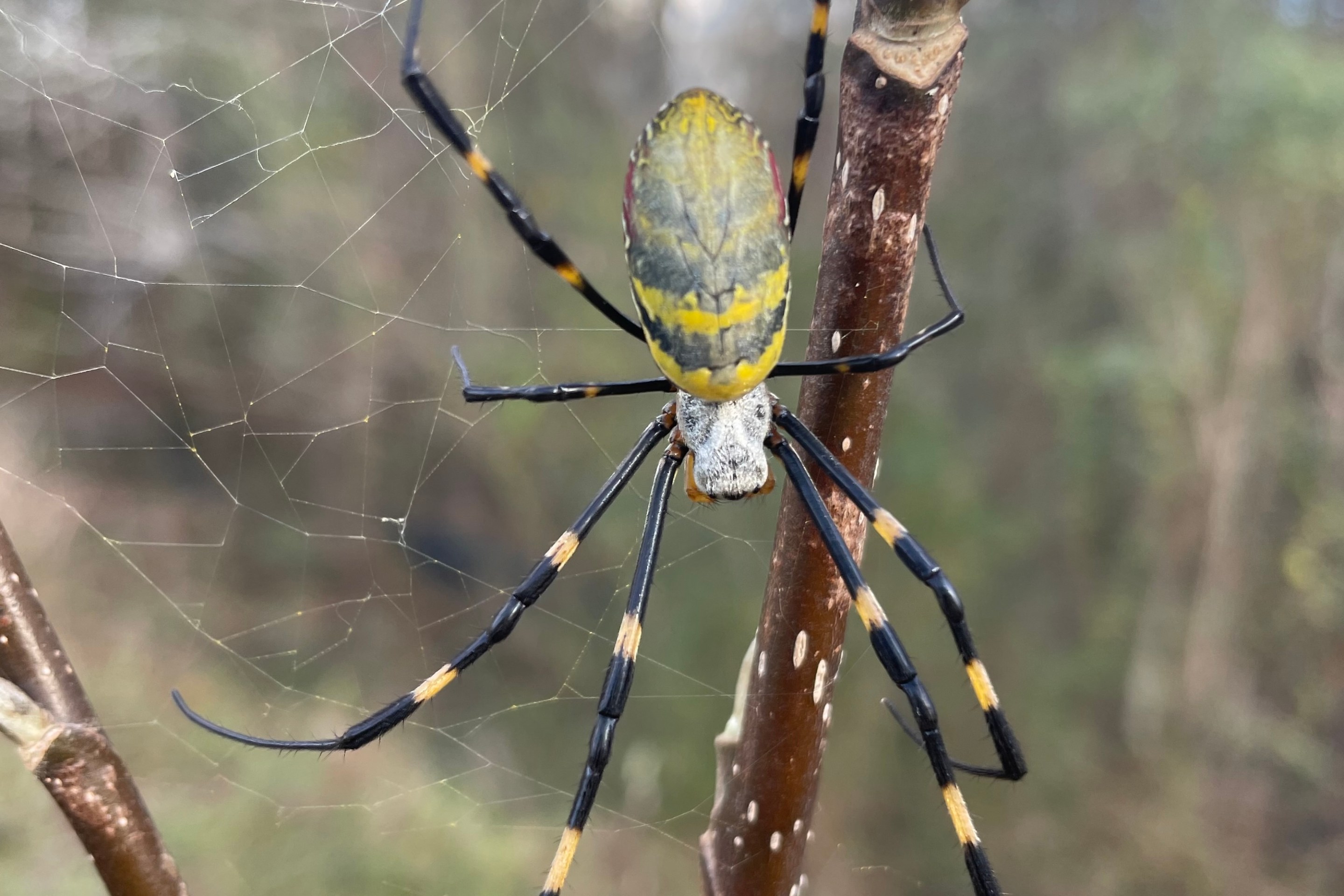 a yellow and blue striped joro spider in a web
