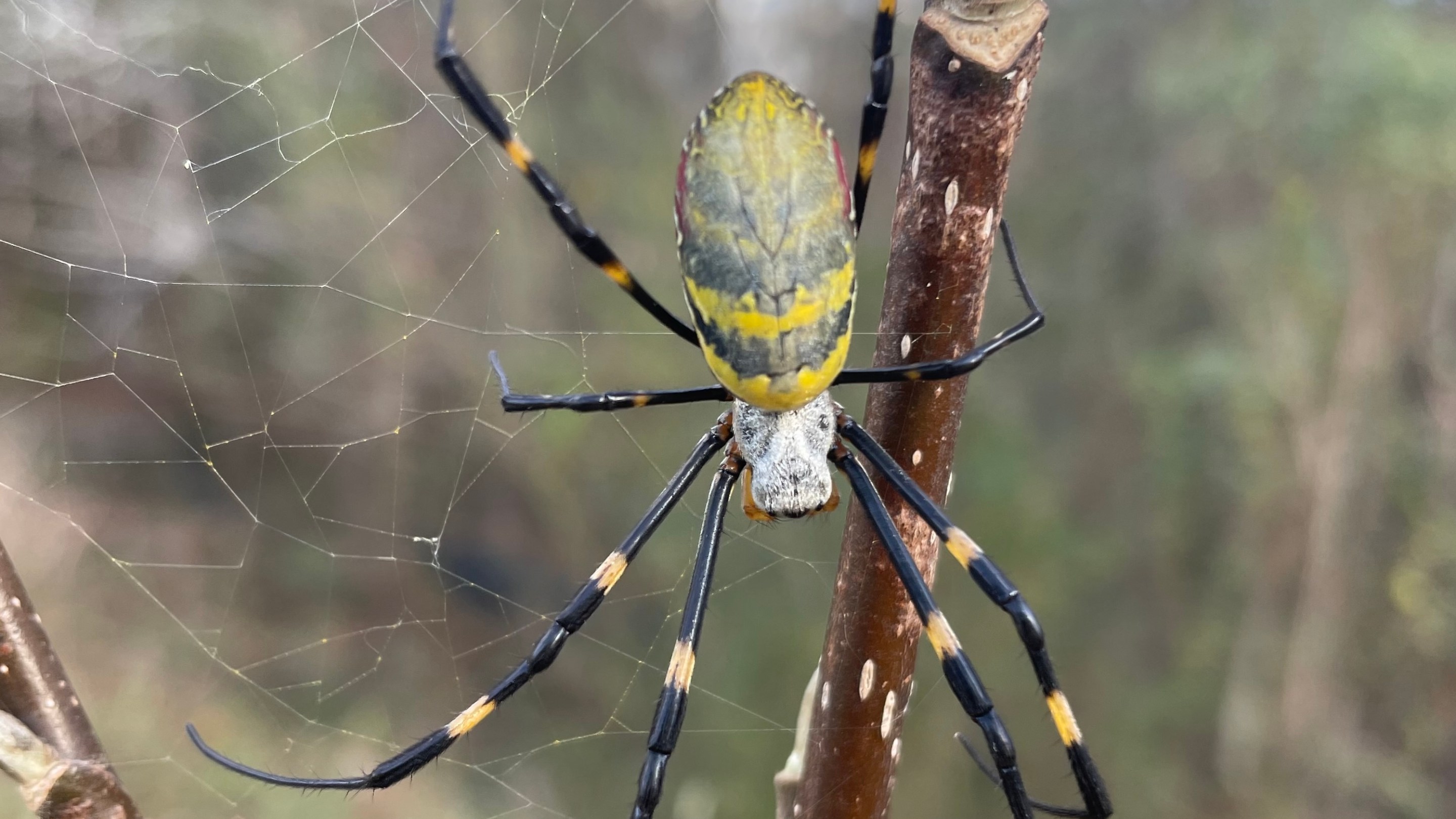 a yellow and blue striped joro spider in a web