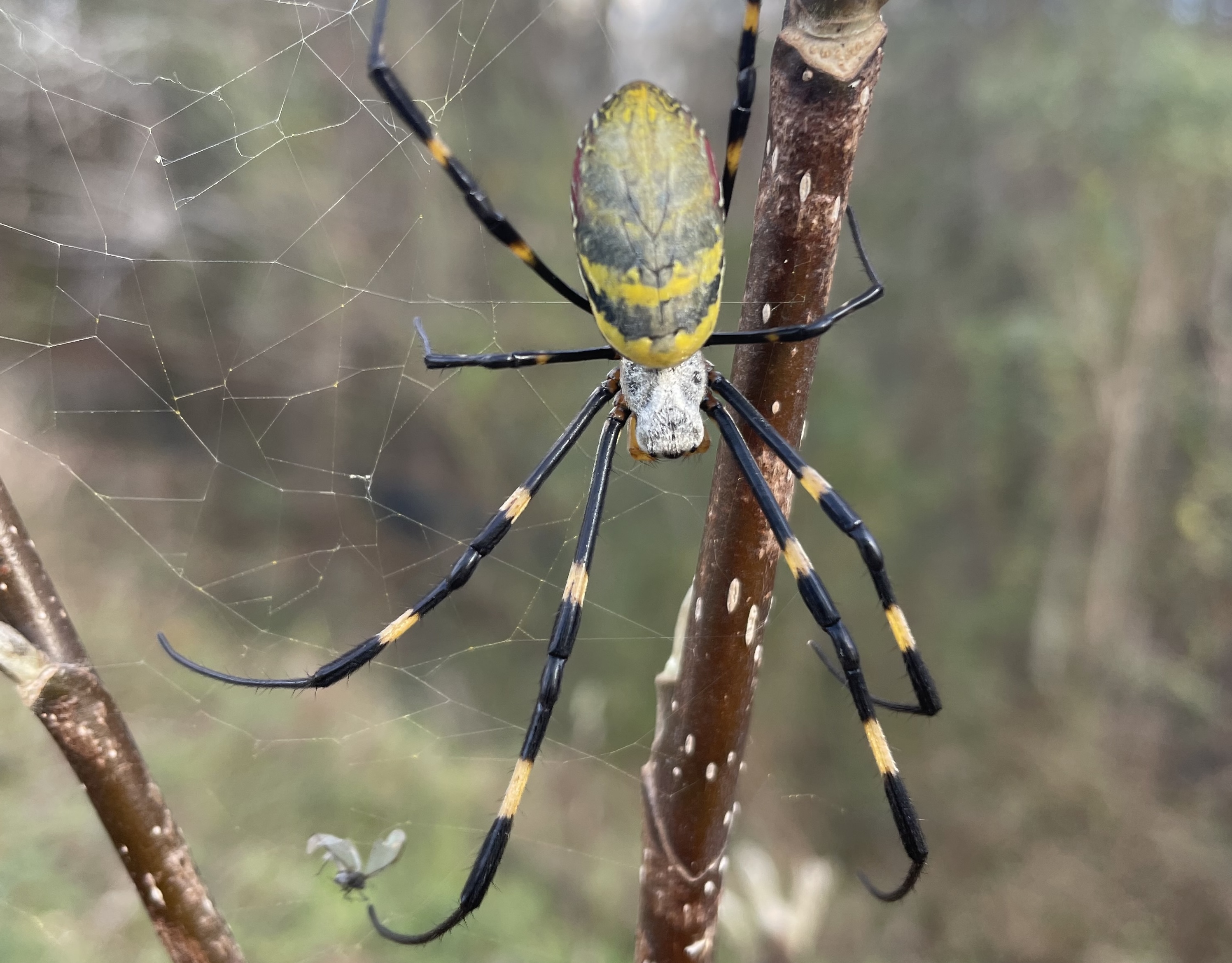 a yellow and blue striped joro spider in a web