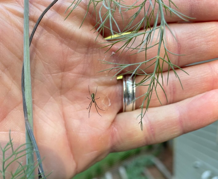 a small joro spider spiderling in front of a hand, showing how small it is