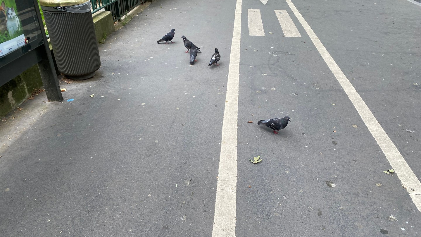 Pigeons on the road