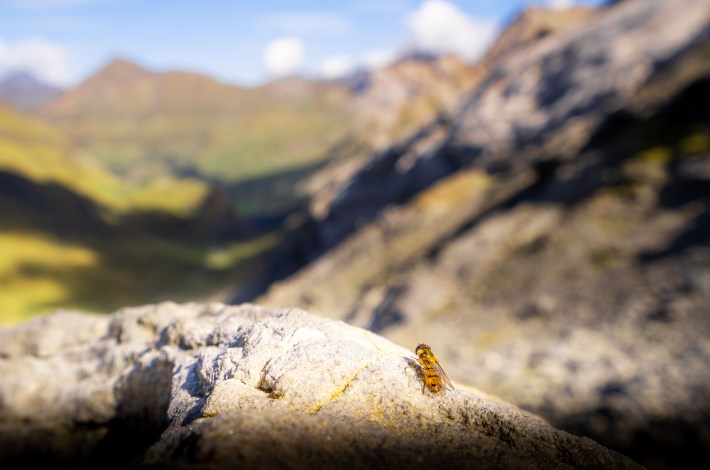 a marmalade hoverfly perched on a rock overlooking the Pyrenees