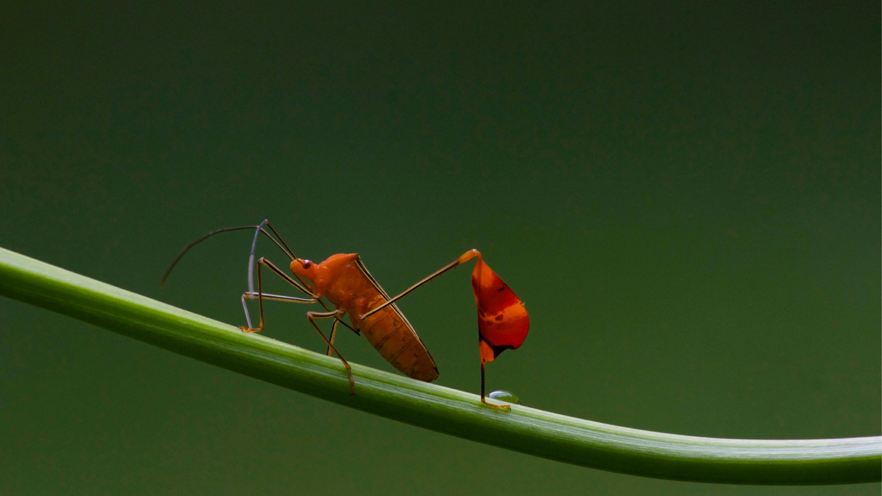 a matador bug perched on a stem