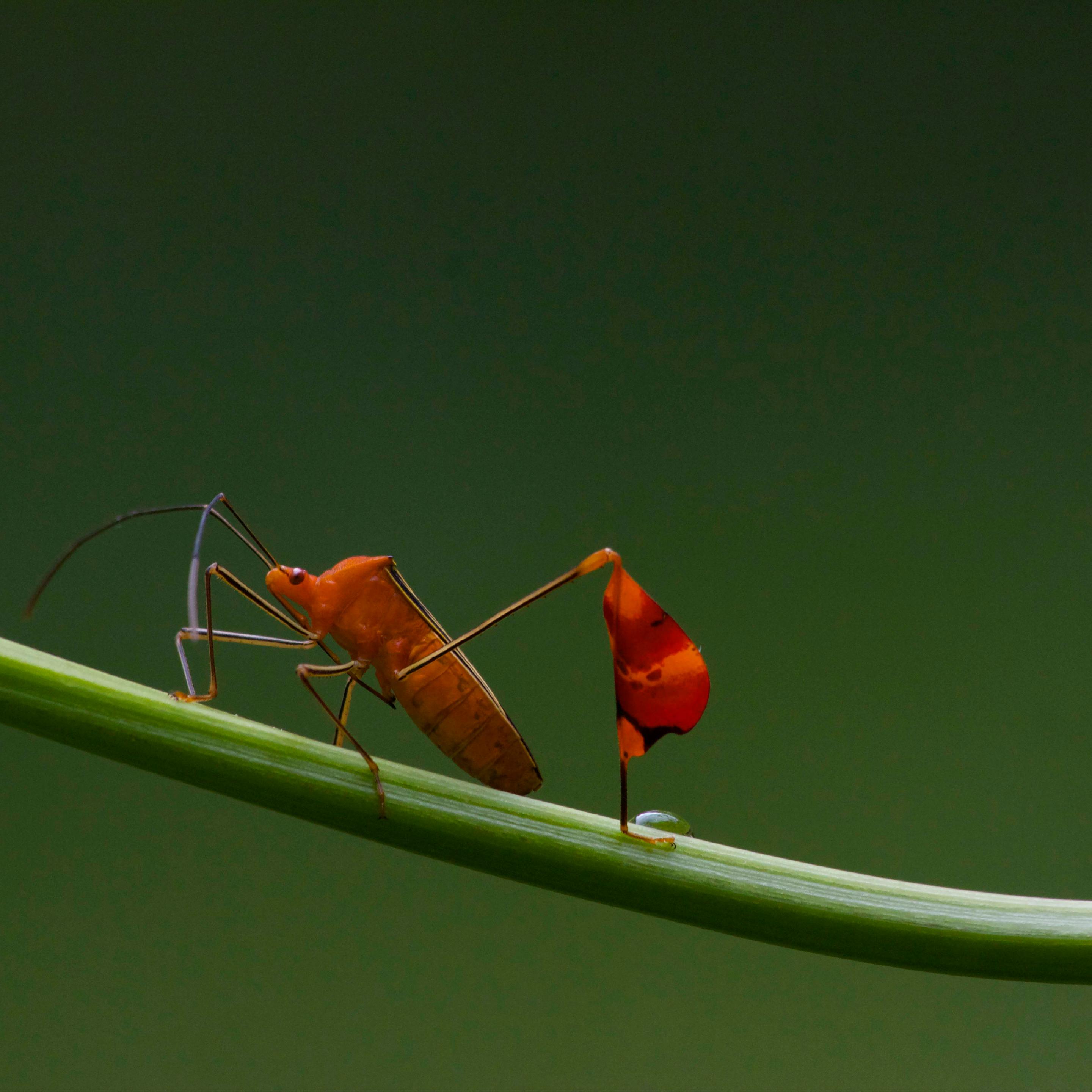 a matador bug perched on a stem