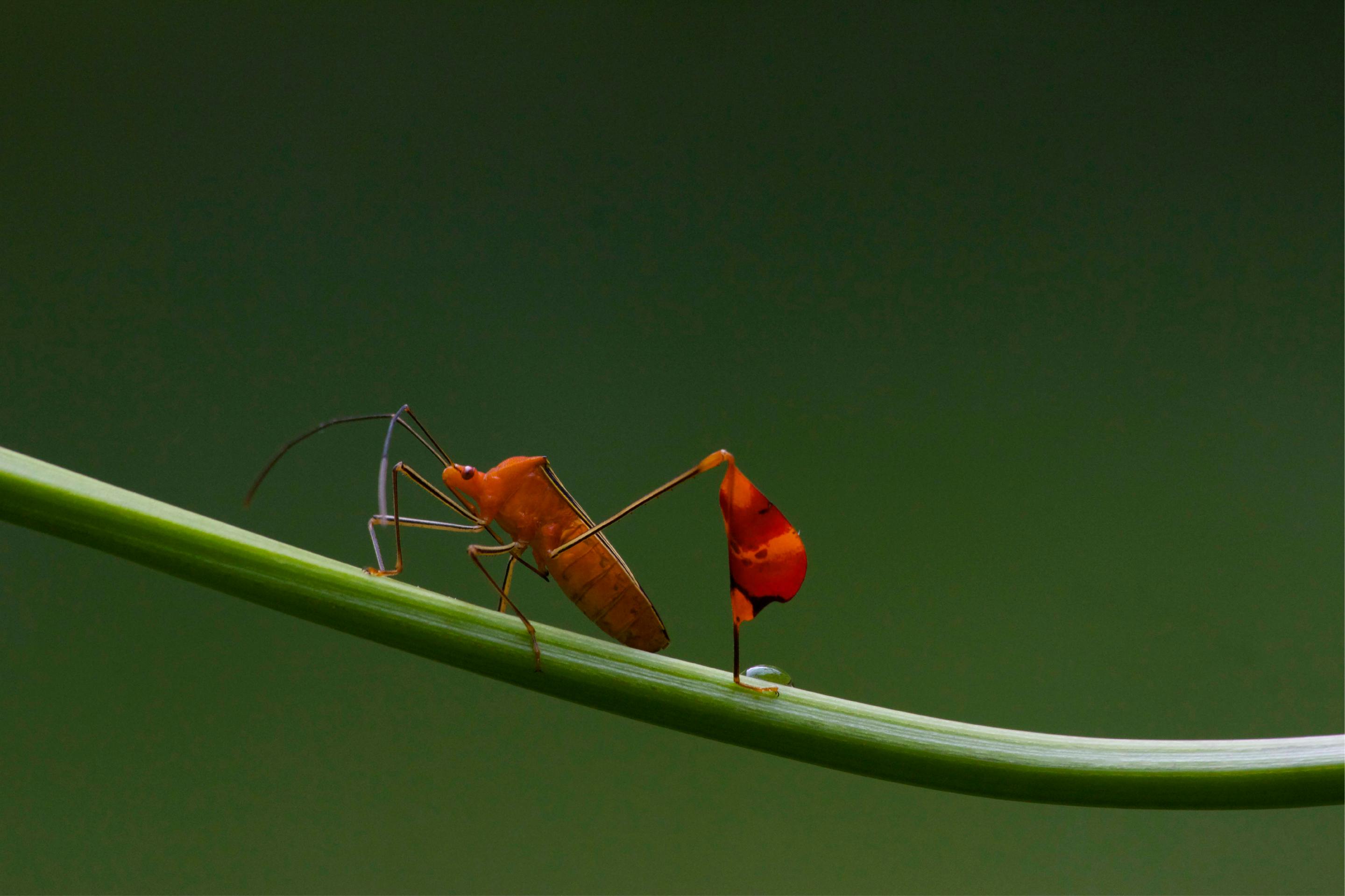 a matador bug perched on a stem