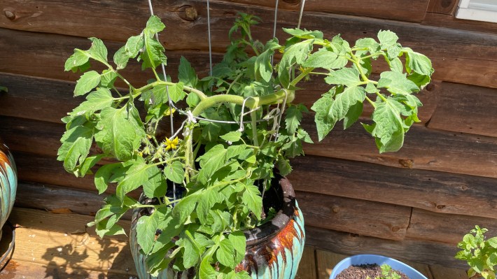 A thick and healthy tomato vine, trained to spiral up a wire cage.