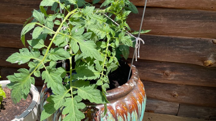 A bushy tomato plant tied with twine to a wire cage.