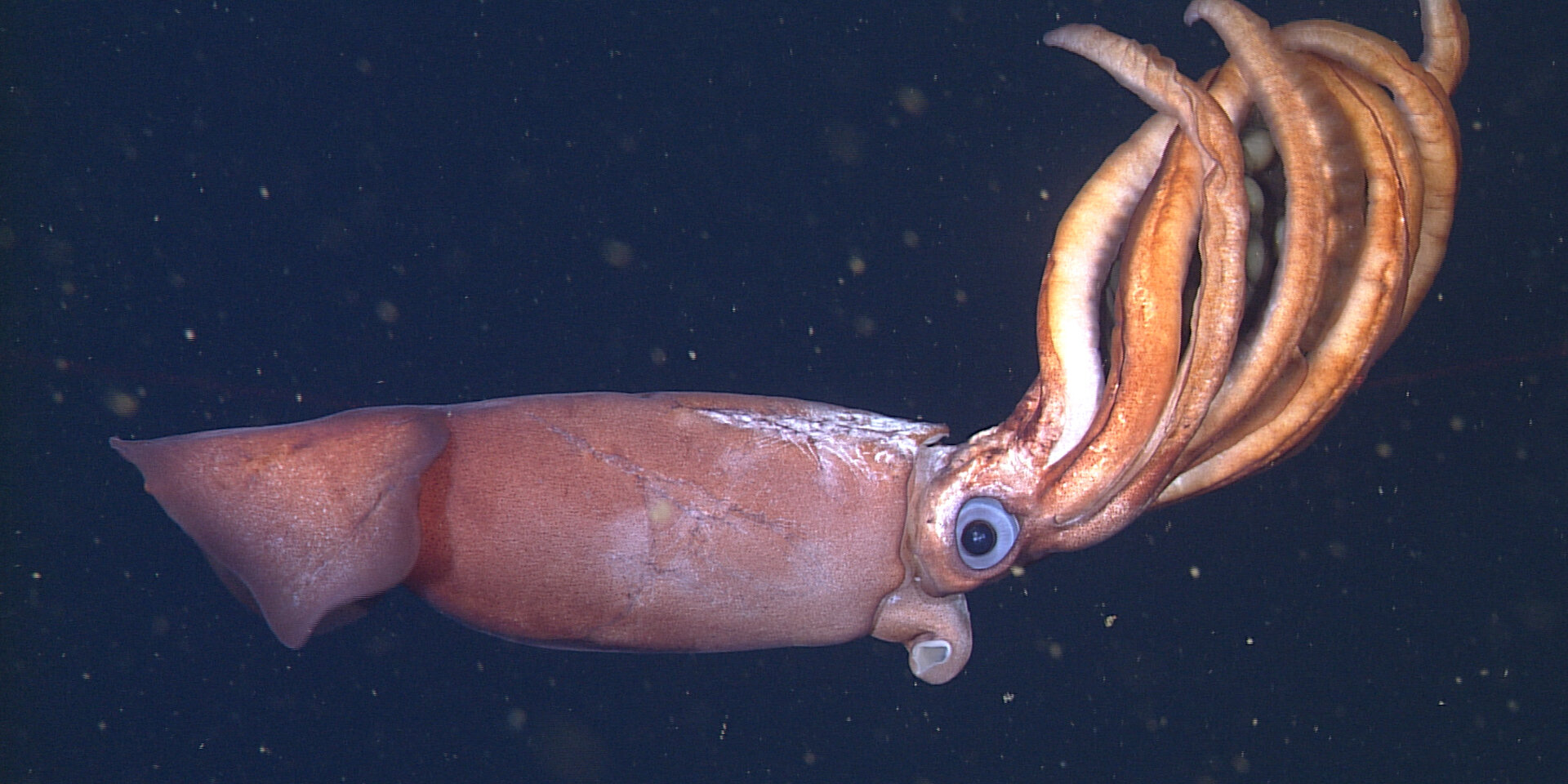 a large red deep-sea squid holds a mass of brownish eggs in her tentacles while her big eye stares out at the camera