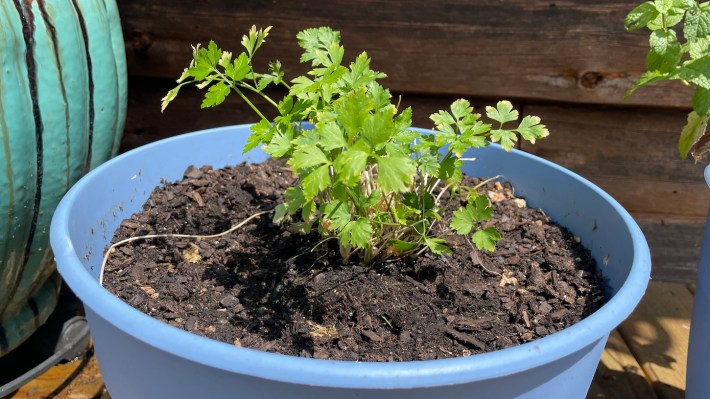 A small tuft of parsley leaves, not looking real good.