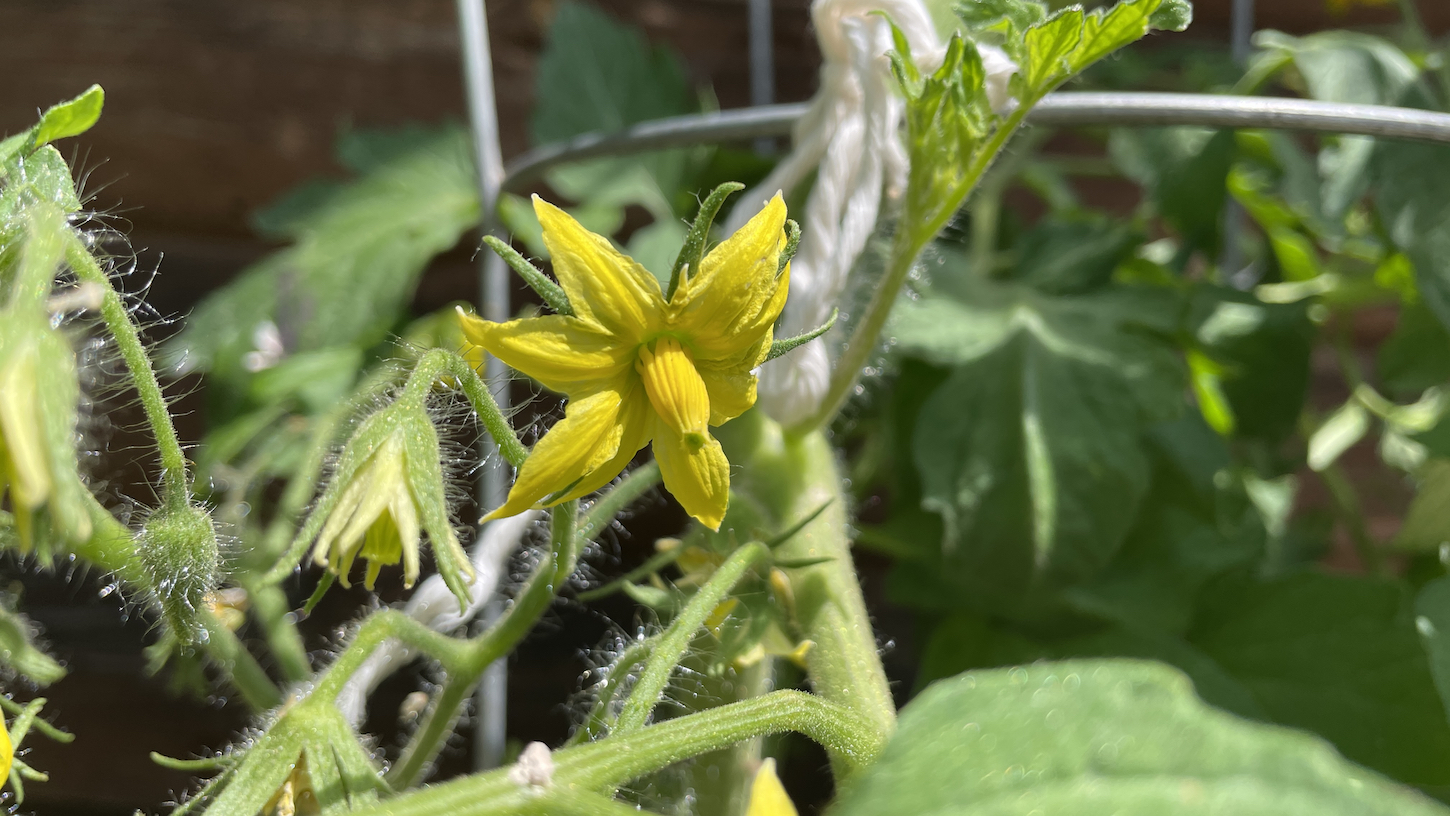 A lovely yellow tomato flower.