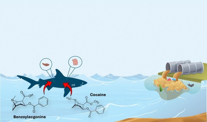 a infographic of a shark swimming in the ocean near a molecule of cocaine, toward overflowing sewage tubes