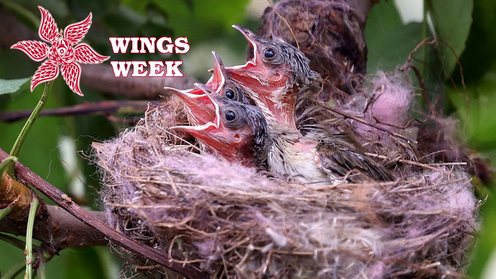 Three Chinese Bulbul chicks wait to be fed by adult birds in their nest at a cherry tree in Zaozhuang city, Shandong province, China, July 8, 2023.