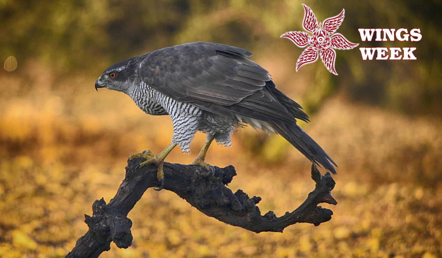 Close-up of northern goshawk of prey perching on branch,Spain