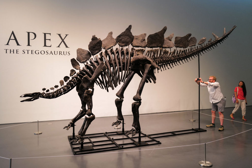 150-million-year-old fossil of Stegosaurus specimen is on display at Sotheby's in New York on July 10, 2024.