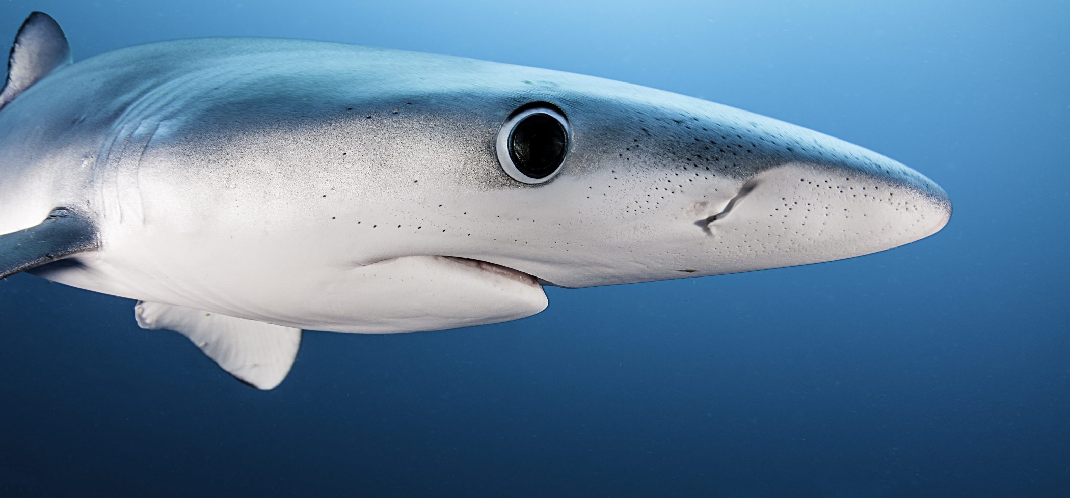 Close up view of the face of a blue shark showing details of the eye, mouth and sensors in it's snout. This image was taken on a baited shark dive 50 kms offshore past Western Cape.