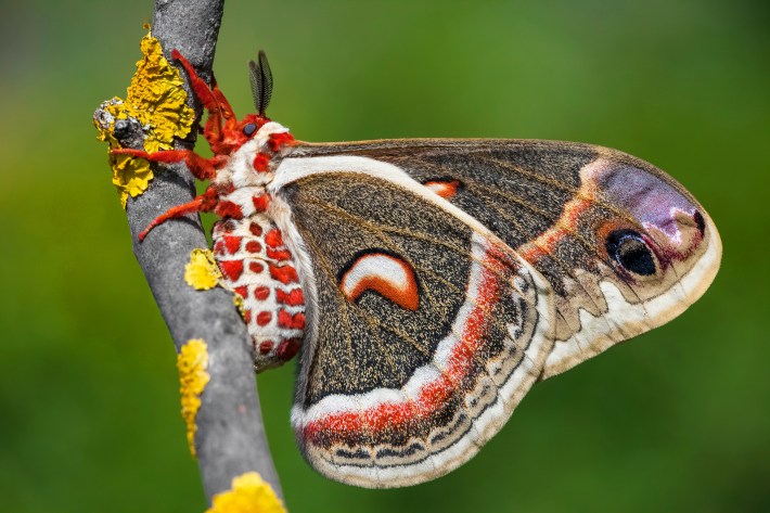 A red and black colored cecropia moth clinging to a lichen-covered branch