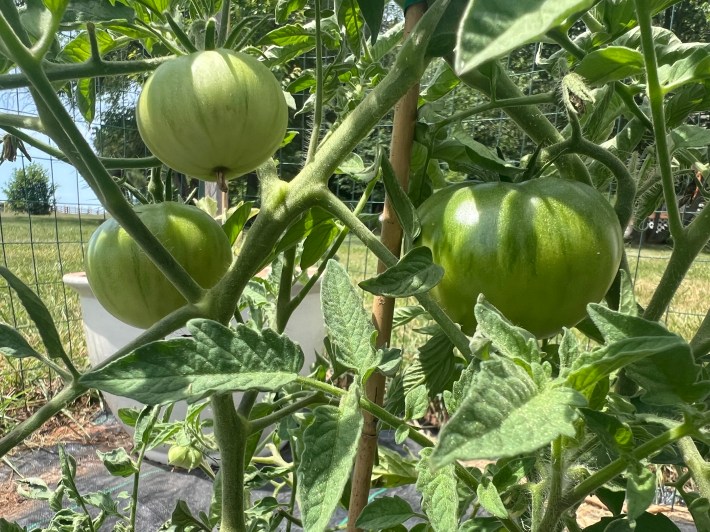 Green tomatoes of various sizes.