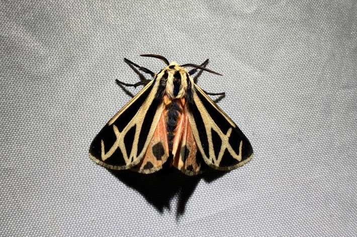 A tiger moth on a sheet—a yellow and black striped moth with rosy pink underwings