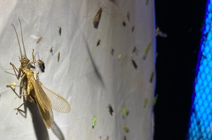 two stoneflies humping on a white sheet crawling with bugs next to a blue lamp