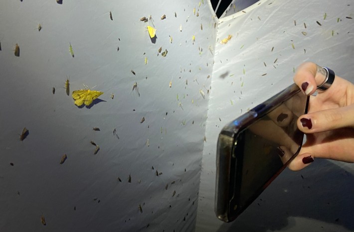 a hand taking an iphone photo of a yellow moth