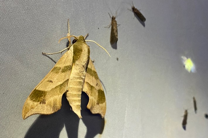 a virginia creeper sphinx moth, which is a large brown moth with a thick body and beautiful patterns