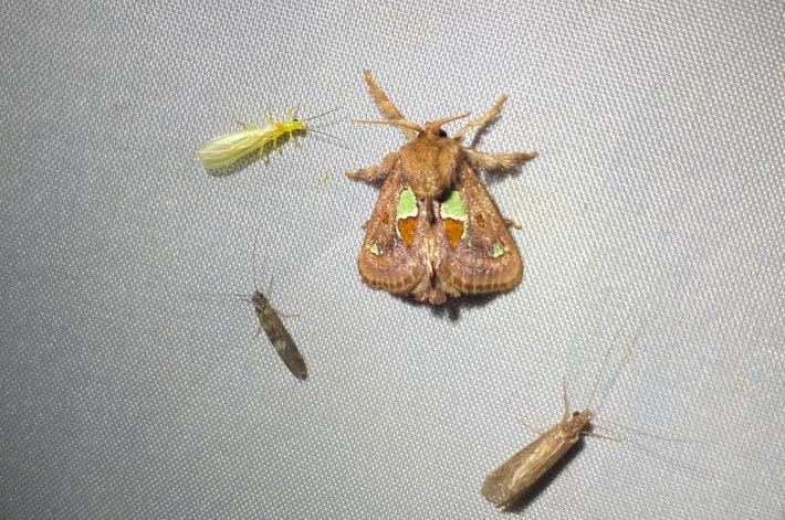 a spiny oak slug moth, which is a furry brown moth with green splotches on each wing, surrounded by smaller insects on a white sheet