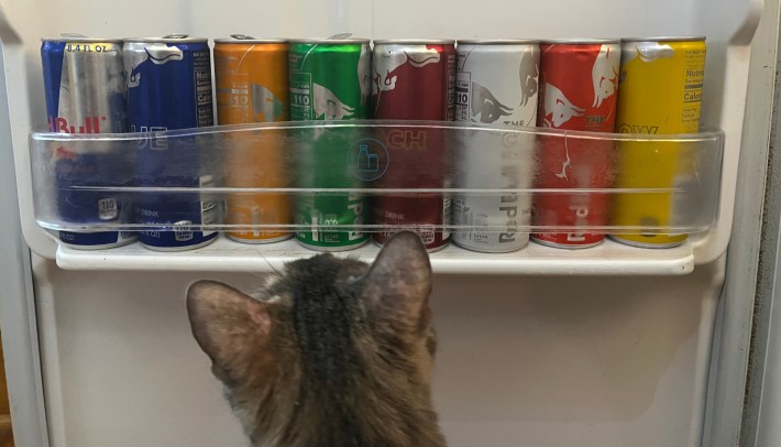 A cat looking at eight different cans of Red Bull.