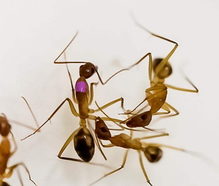 two ants attend to an ant with a pink dot. one attending ant is amputating the injured ant's leg