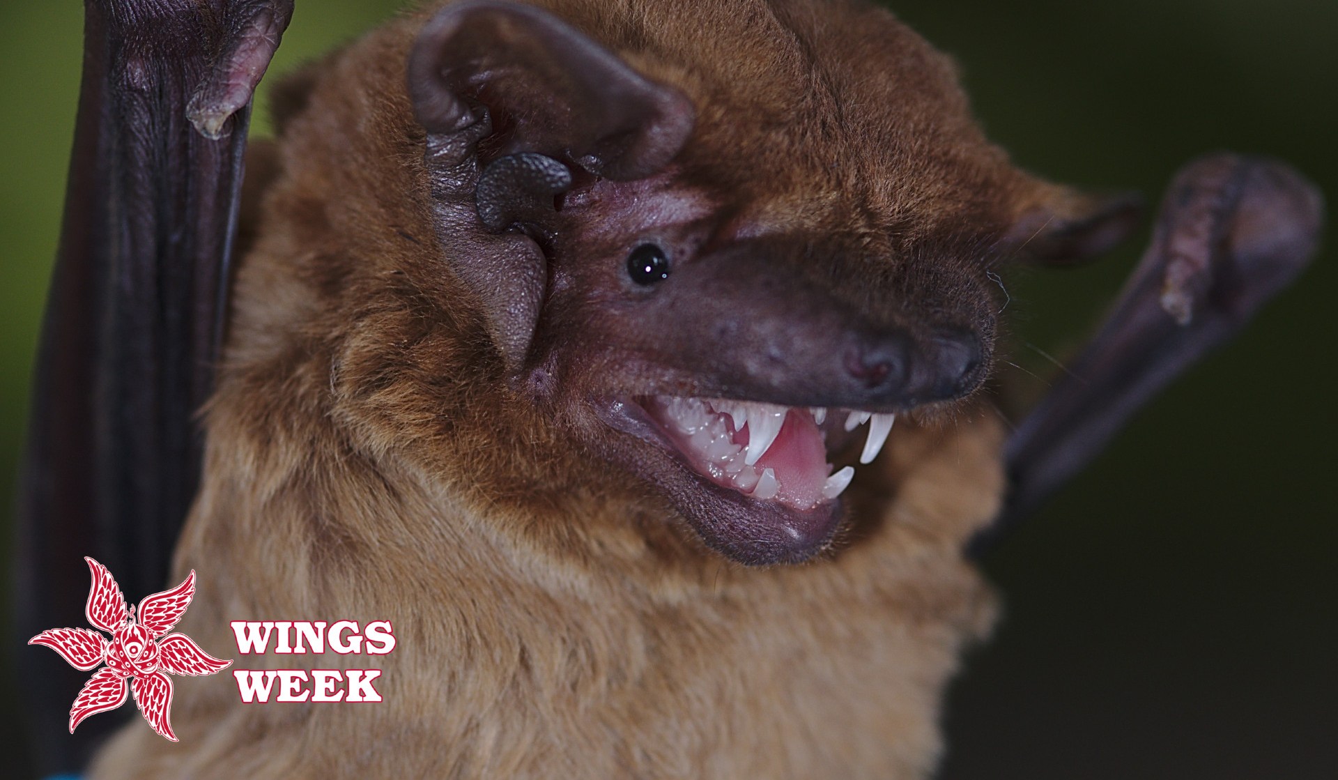 a close-up of a male common noctule bat against a dark background. the wings week logo is in the leftmost corner
