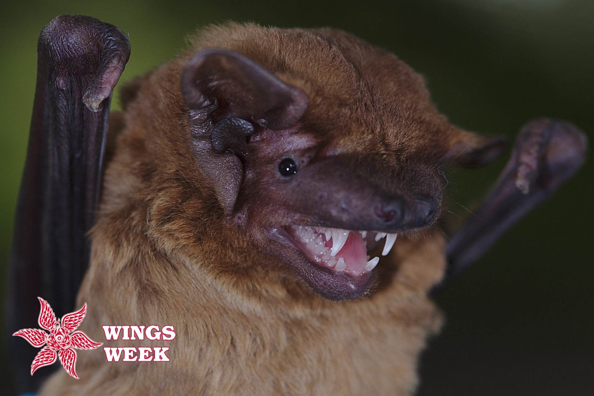 a close-up of a male common noctule bat against a dark background. the wings week logo is in the leftmost corner