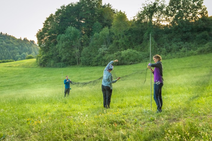 Researchers standing in a green field near a forest setting up a mist net to catch bats.