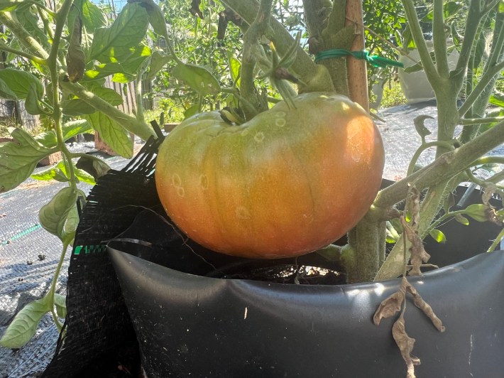 A large ripening tomato.