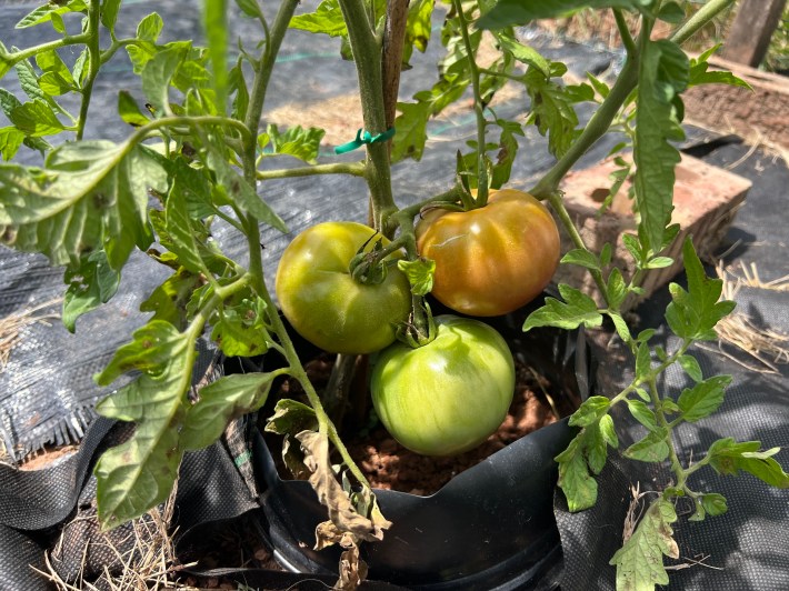 Early tomatoes ripen prematurely on the vine.