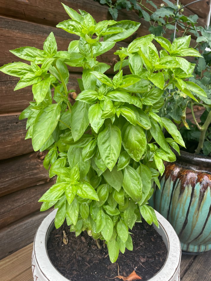 The loveliest basil plant there ever was.