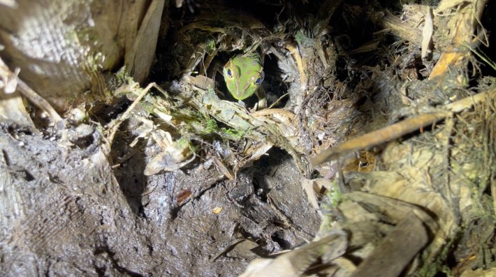 a female green and golden bell frog stares out from a hole in the dirt, alone.