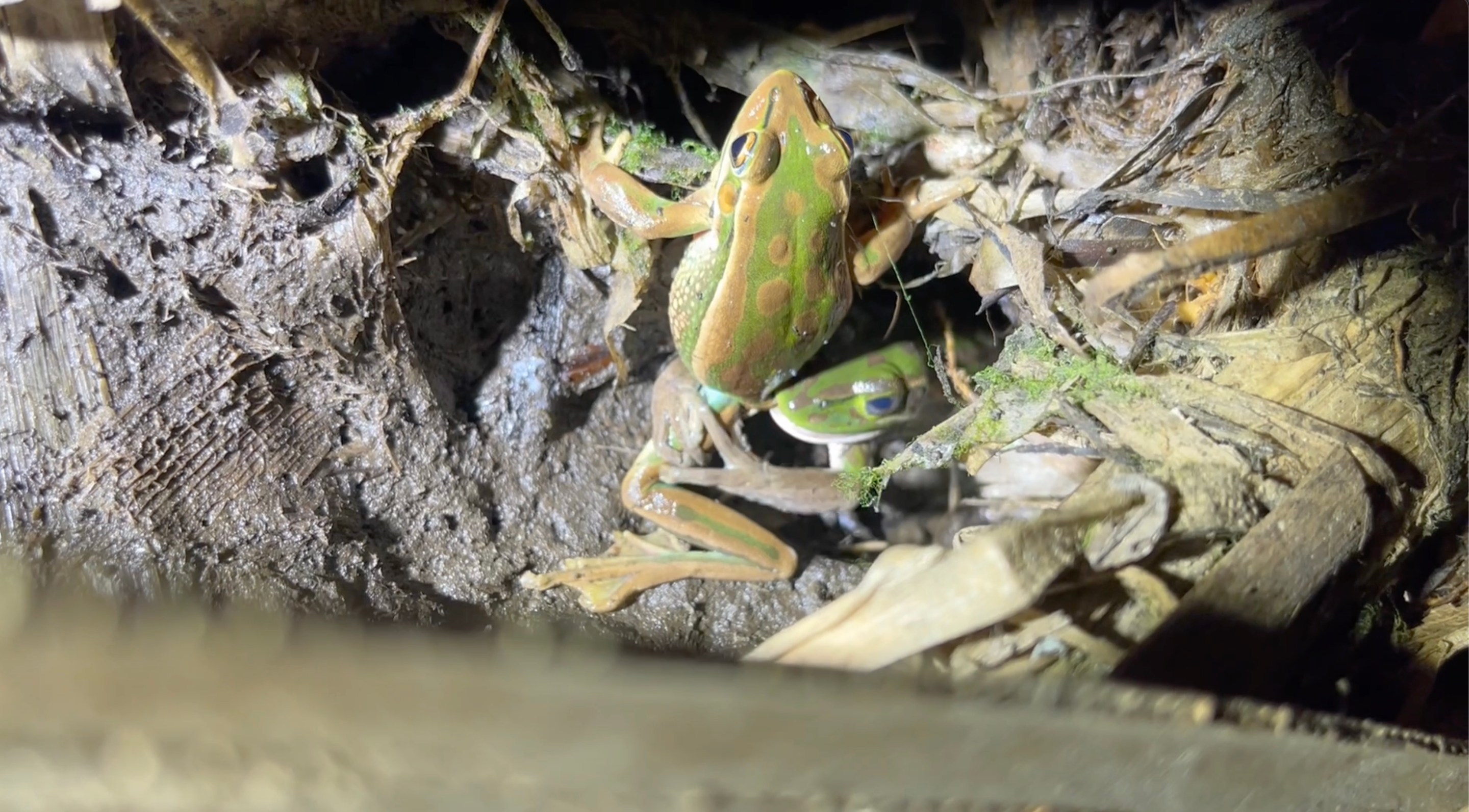 A female green and gold bell frog eating the leg and holding the leg of a male frog