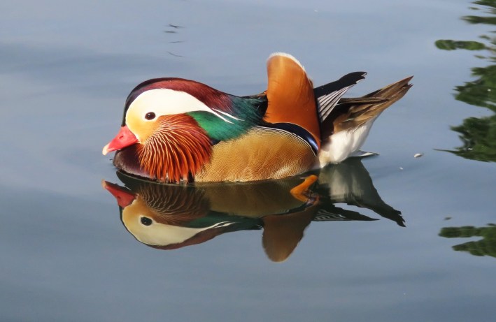 A mandarin duck