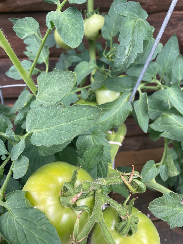 Better Boy tomatoes and leaves, all green.