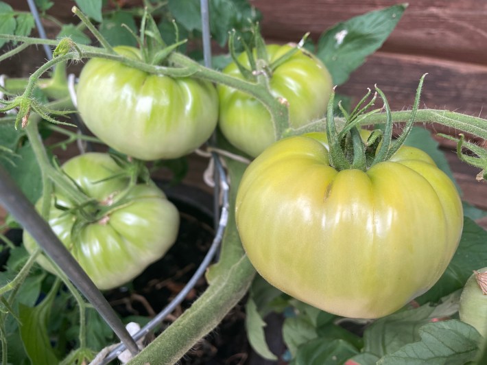 Another bunch of beefsteak tomatoes, farther along the vine. These are all green, but gloriously large.