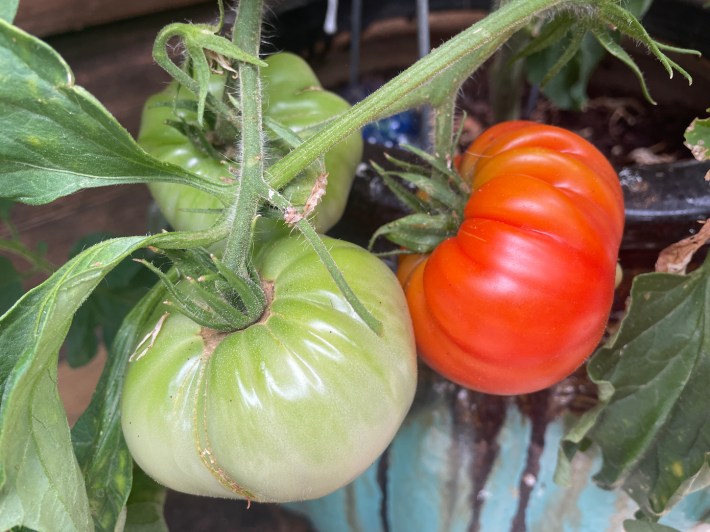 A bunch of beefsteak tomatoes, one of which is bright red. The other two are still green.