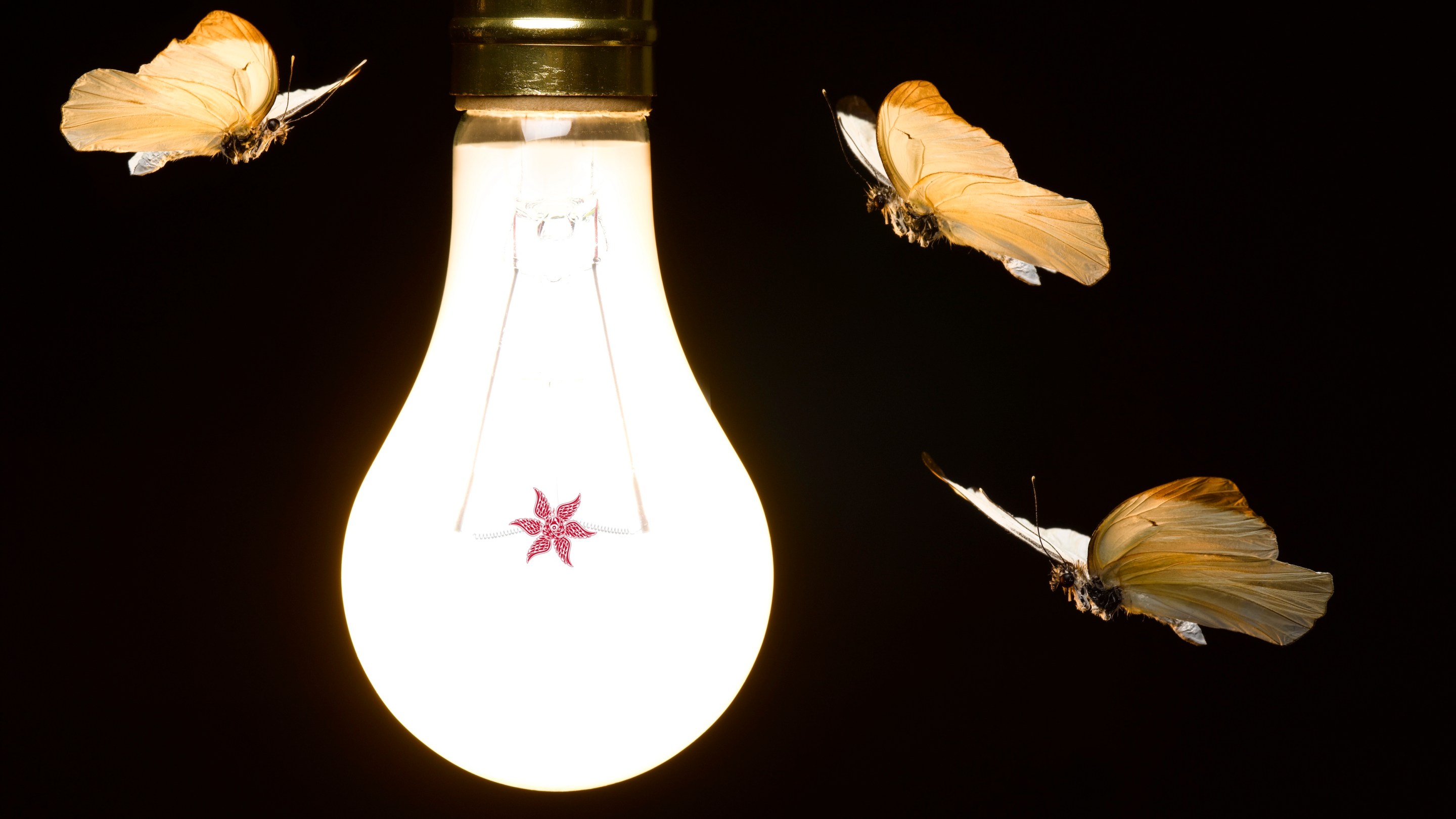 Moths around Light Bulb