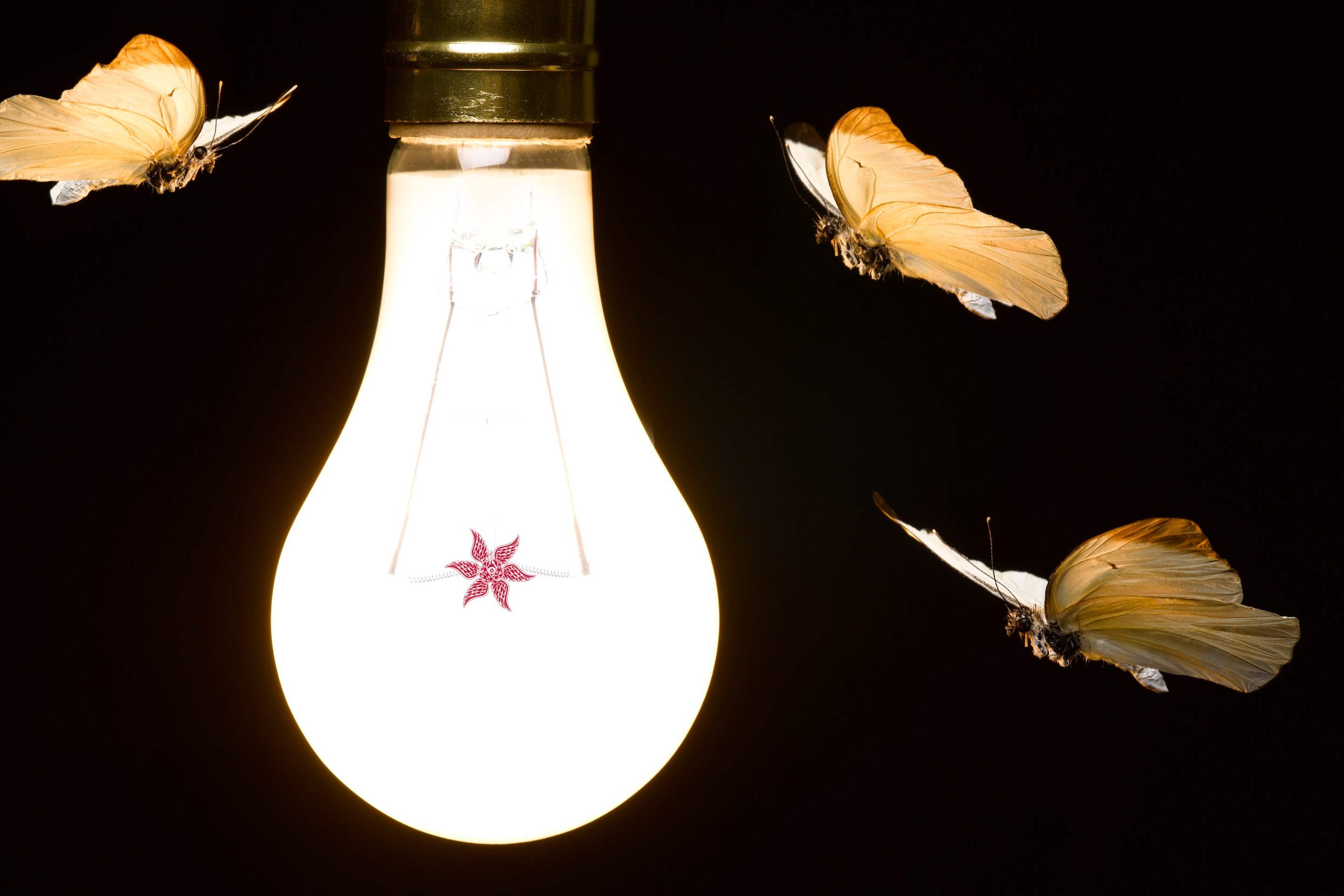 Moths around Light Bulb