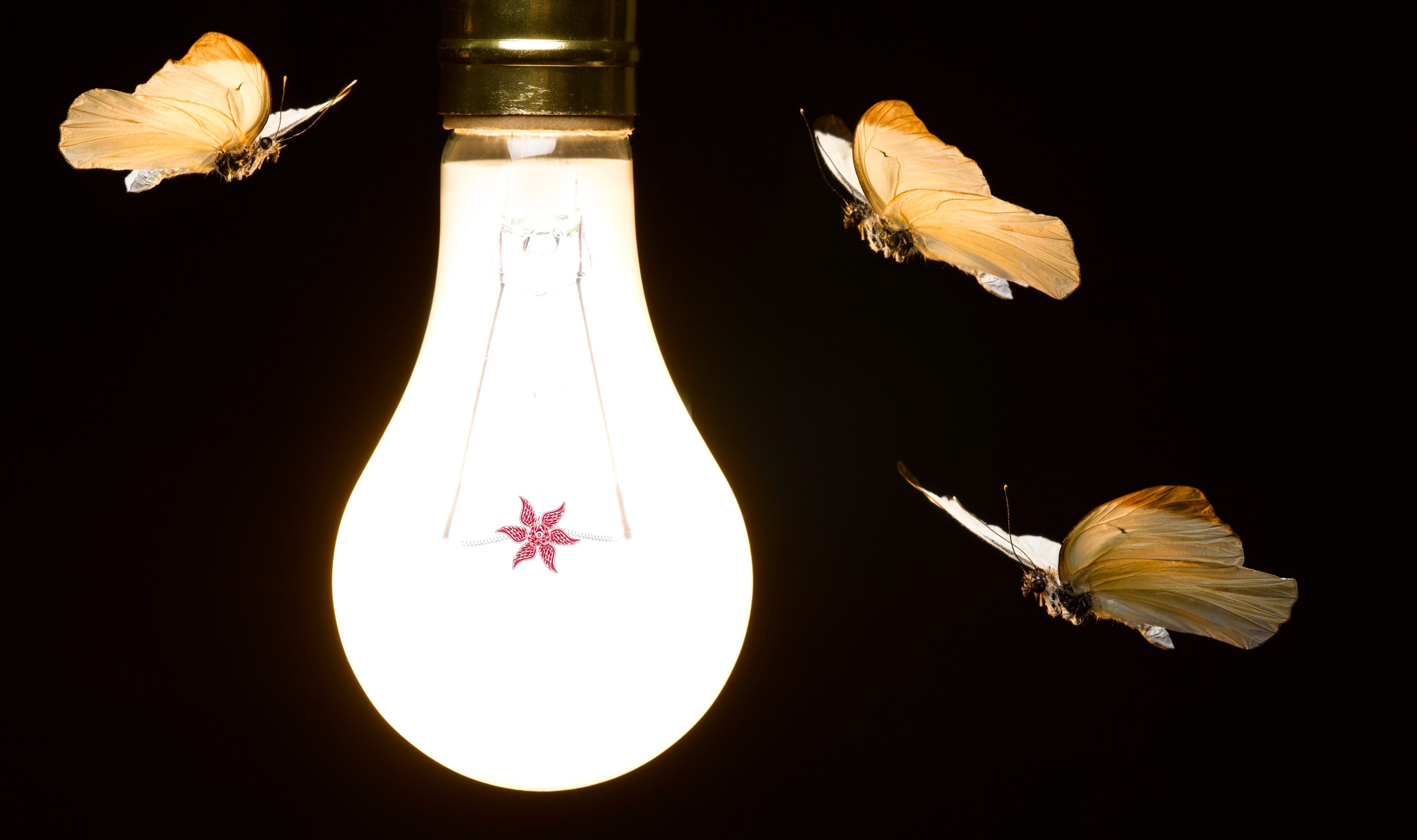 Moths around Light Bulb