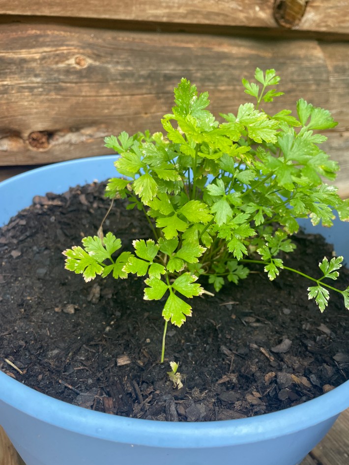 A shamefully tiny little spray of parsley stalks and leaves.