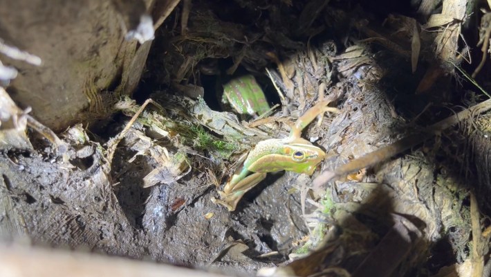 a male green and golden bell frog being dragged into a hole by a female frog