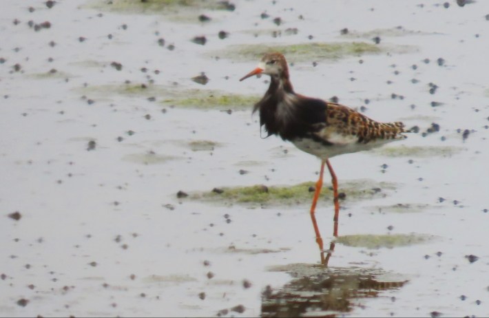 A vagrant ruff.