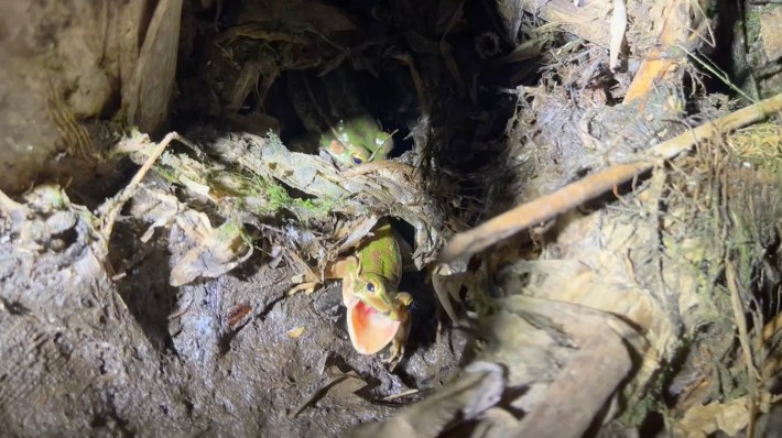 a male green and golden bell frog screaming as he is dragged into a hole by a female frog