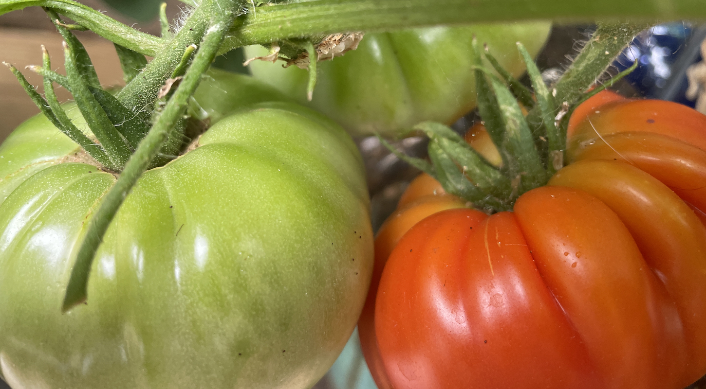 Some lovely beefsteak tomatoes, still growing on the vine.