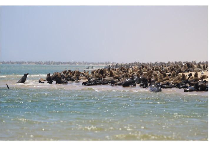 A sandy shore absolutely teeming with Cape fur seals